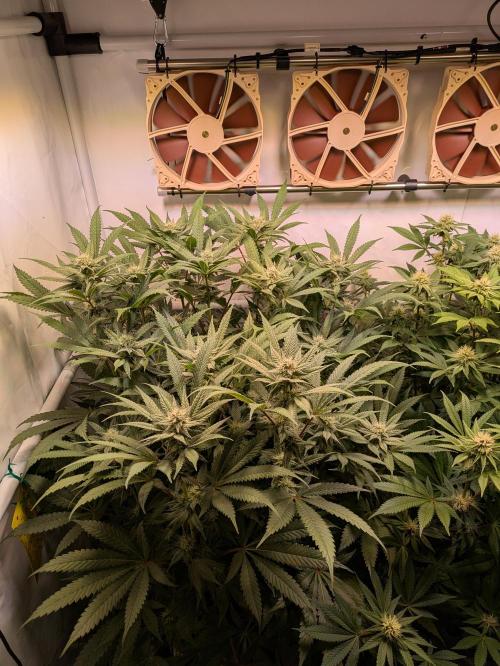 Indoor Photoperiod Run #5 (2025/2026). Week 12 - Chicken n' Wafflez 