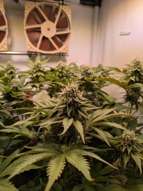 Indoor Photoperiod Run #5 (2025/2026). Week 13 - Vanilla Créme Pie 