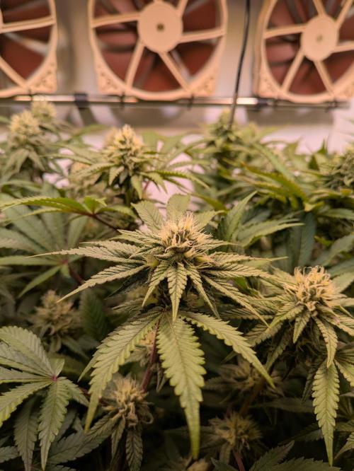 Indoor Photoperiod Run #5 (2025/2026). Week 13 - Blueberry #1