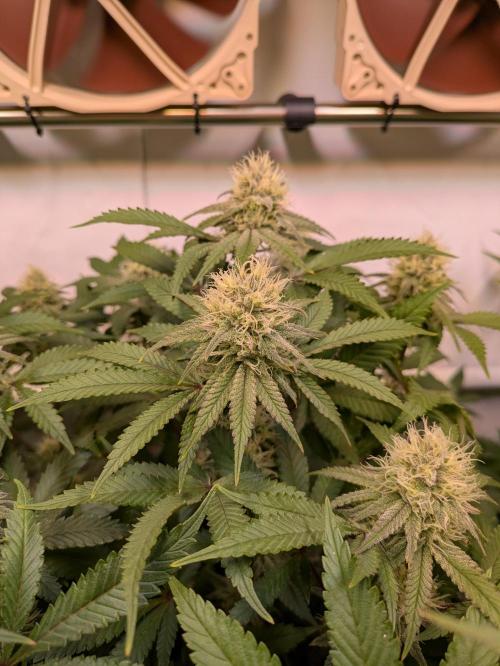 Indoor Photoperiod Run #5 (2025/2026). Week 13 - Blueberry #2