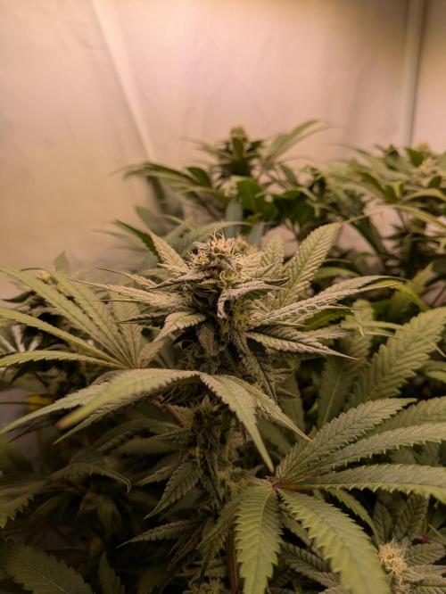 Indoor Photoperiod Run #5 (2025/2026). Week 13 - Chicken n' Wafflez