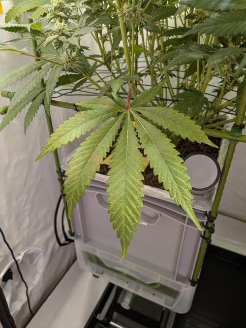 Indoor Photoperiod Run #5 (2025/2026). Week 13 - Pulling nutrients from lower leaves