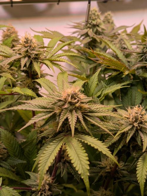 Indoor Photoperiod Run #5 (2025/2026). Week 14 - Blueberry #1