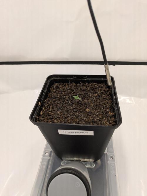 The Tropical Ice Cream One - F026. Week 1