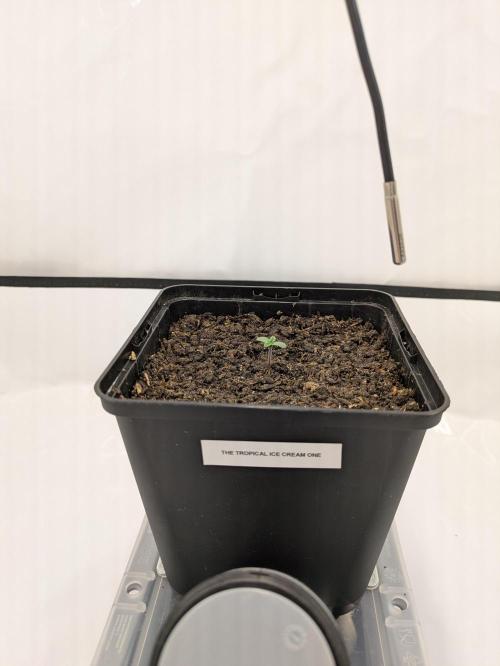 The Tropical Ice Cream One - F026. Week 1