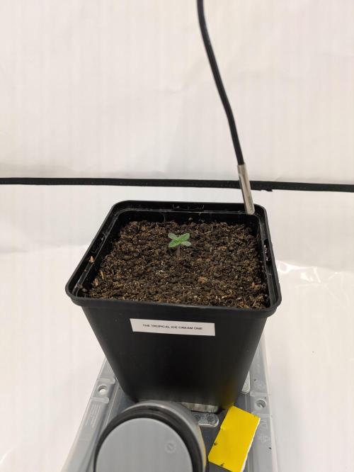 The Tropical Ice Cream One - F026. Week 1