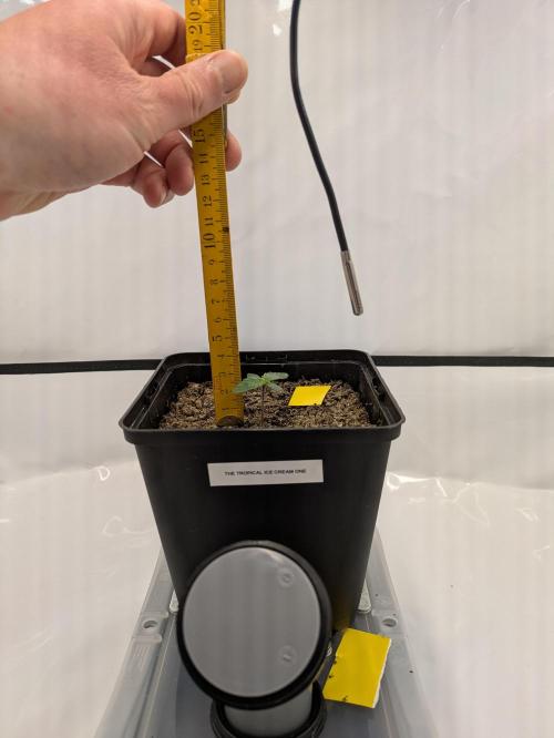 The Tropical Ice Cream One - F026. Week 1