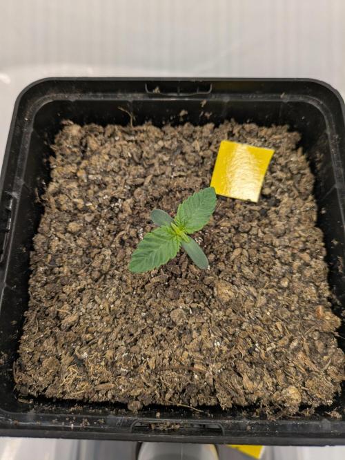 The Tropical Ice Cream One - F026. Week 1