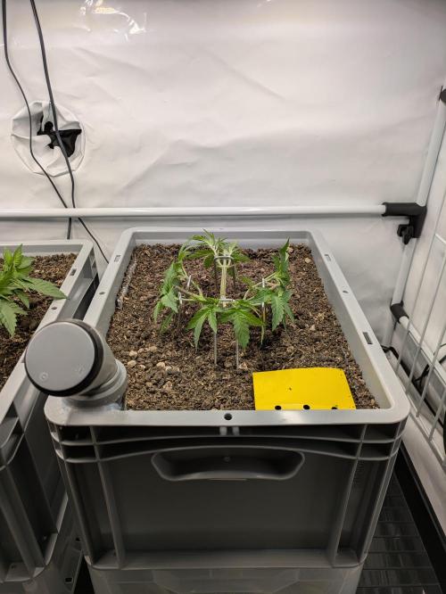 Indoor Photoperiod Run #6 (2025/2026). Week 5 - Radical Juice
