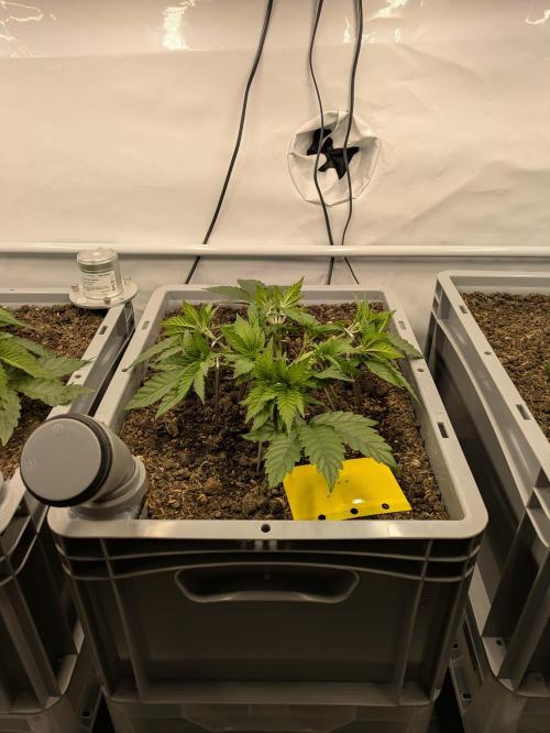 Indoor Photoperiod Run #6 (2025/2026). Week 5 - Do-Si-Dos x Purple Punch 