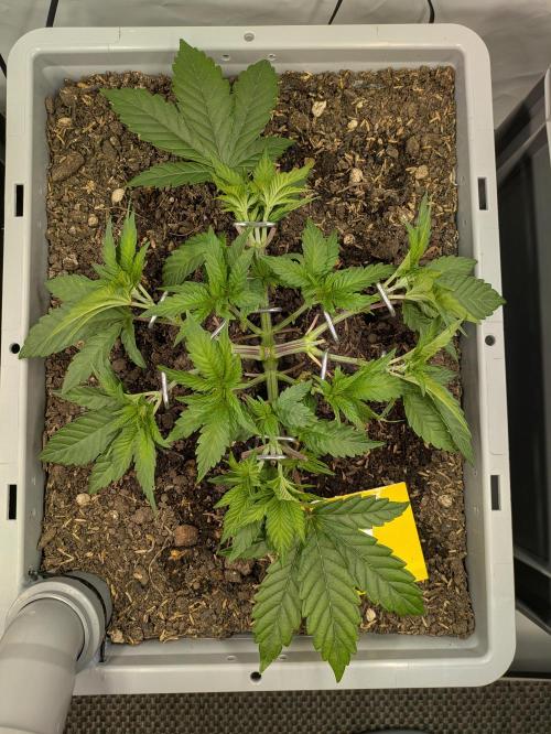 Indoor Photoperiod Run #6 (2025/2026). Week 5 - Do-Si-Dos x Purple Punch 