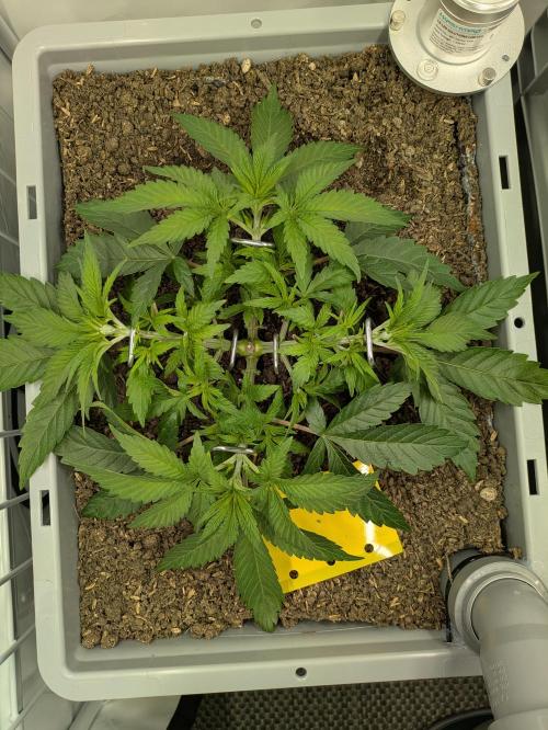Indoor Photoperiod Run #6 (2025/2026). Week 5 - Minty Black 98 