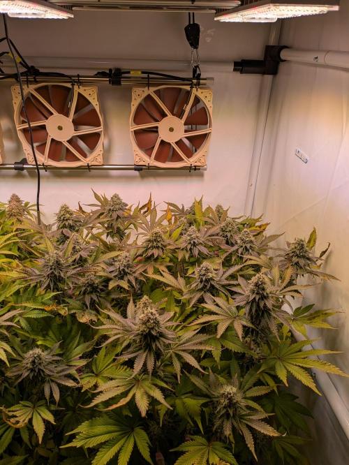 Indoor Photoperiod Run #5 (2025/2026). Week 15 - Vanilla Créme Pie