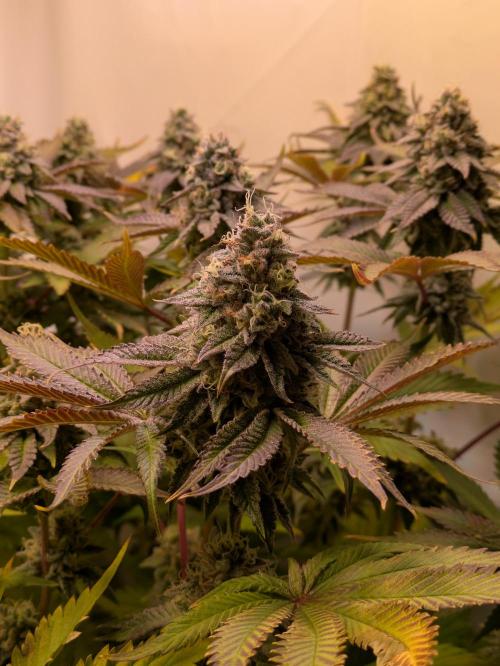 Indoor Photoperiod Run #5 (2025/2026). Week 15 - Vanilla Créme Pie 