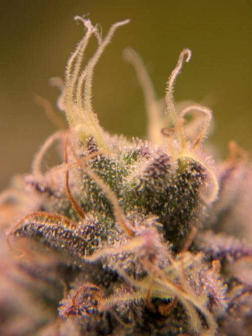 Indoor Photoperiod Run #5 (2025/2026). Week 15 - Vanilla Créme Pie 