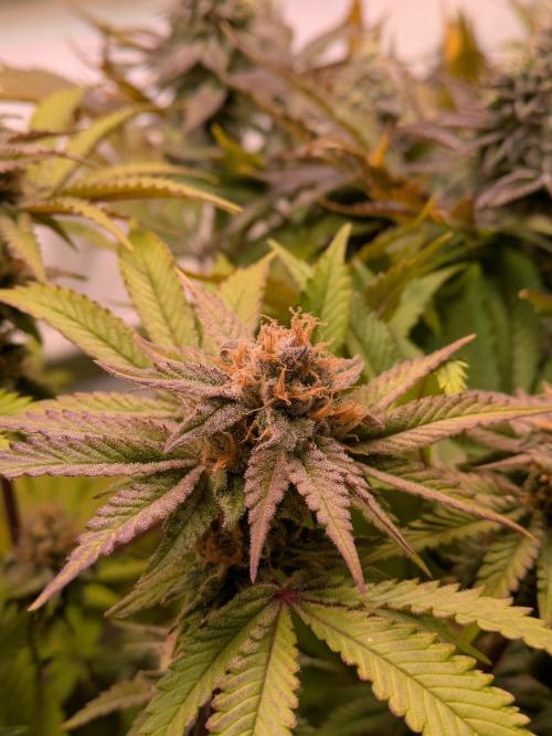 Indoor Photoperiod Run #5 (2025/2026). Week 15 - Blueberry Muffin #1