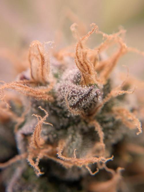 Indoor Photoperiod Run #5 (2025/2026). Week 15 - Blueberry Muffin #1
