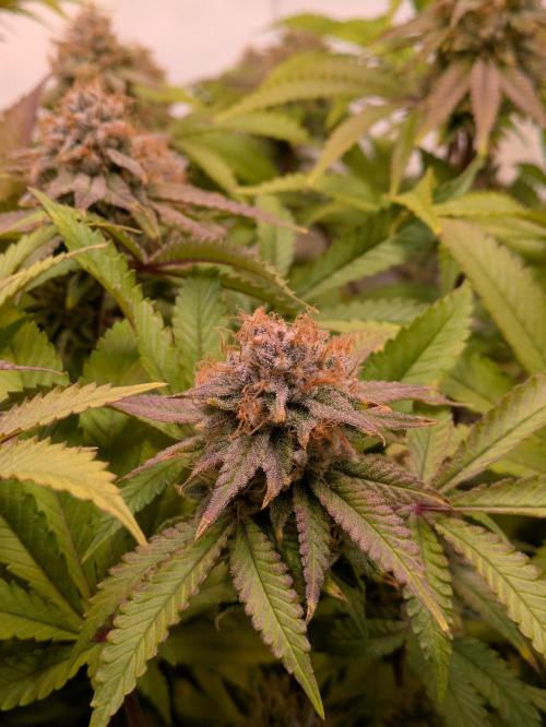 Indoor Photoperiod Run #5 (2025/2026). Week 15 - Blueberry Muffin #2