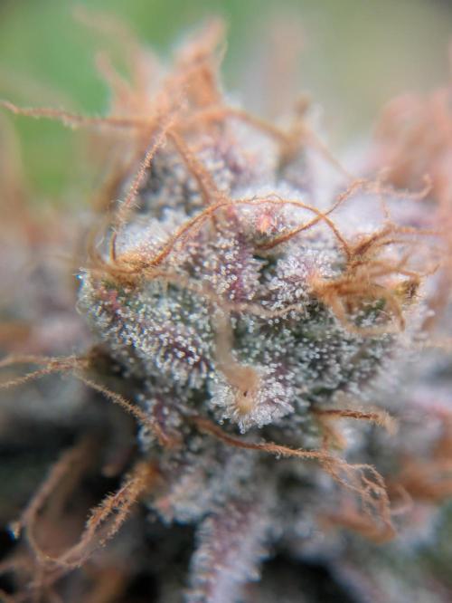 Indoor Photoperiod Run #5 (2025/2026). Week 15 - Blueberry Muffin #2