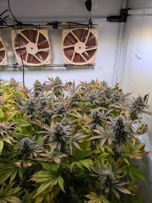 Indoor Photoperiod Run #5 (2025/2026). Week 16 - Vanilla Créme Pie 