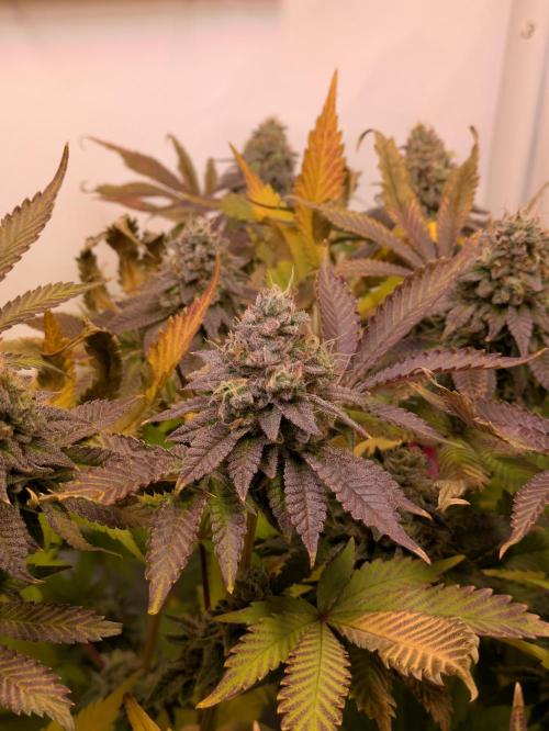Indoor Photoperiod Run #5 (2025/2026). Week 16 - Vanilla Créme Pie 