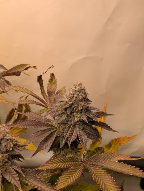 Indoor Photoperiod Run #5 (2025/2026). Week 16 - Vanilla Créme Pie 