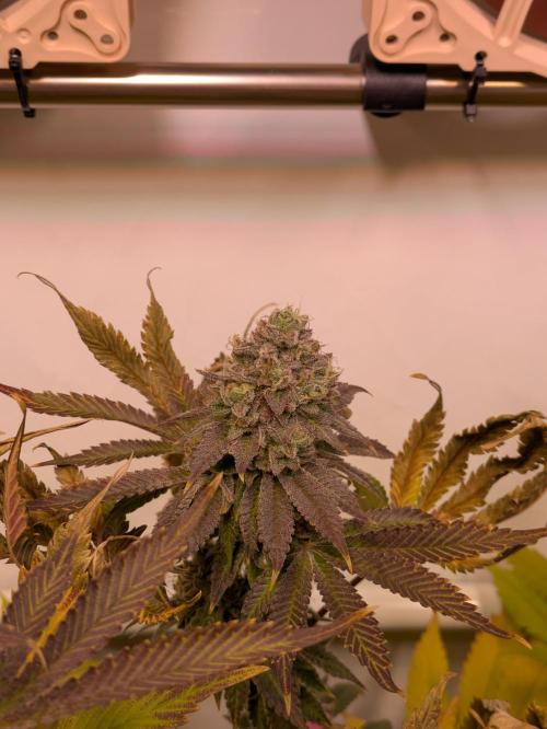 Indoor Photoperiod Run #5 (2025/2026). Week 16 - Vanilla Créme Pie 