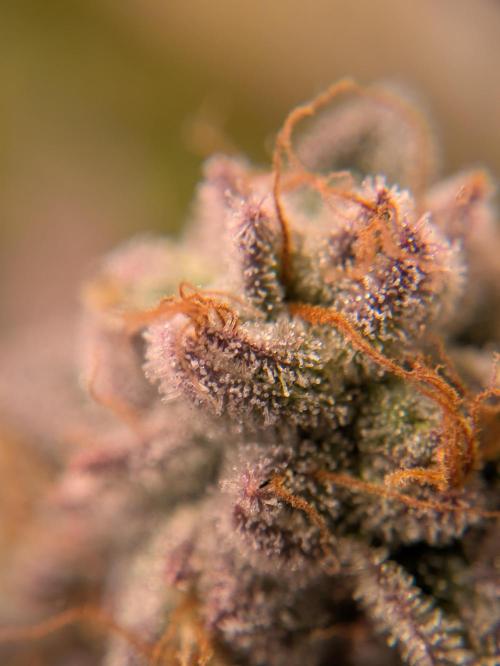 Indoor Photoperiod Run #5 (2025/2026). Week 16 - Vanilla Créme Pie 