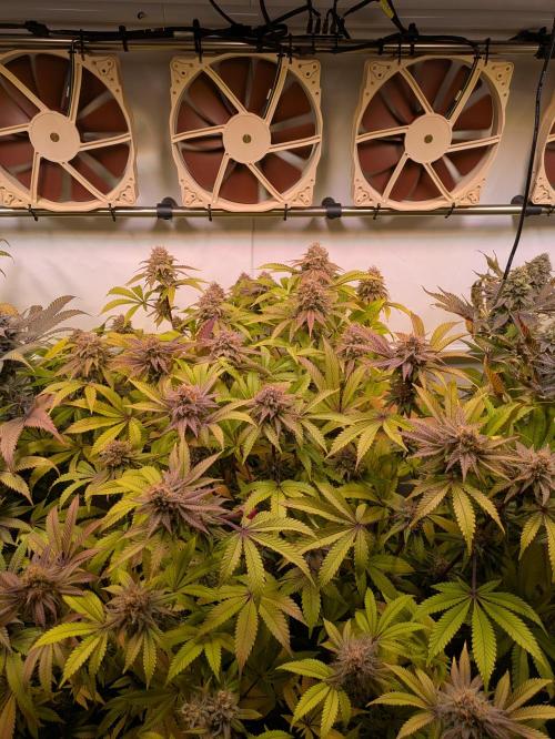 Indoor Photoperiod Run #5 (2025/2026). Week 16 - Blueberry Muffin 