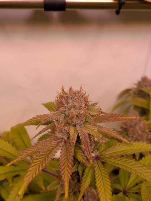 Indoor Photoperiod Run #5 (2025/2026). Week 16 - Blueberry Muffin 