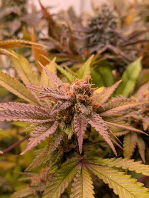 Indoor Photoperiod Run #5 (2025/2026). Week 16 - Blueberry Muffin 