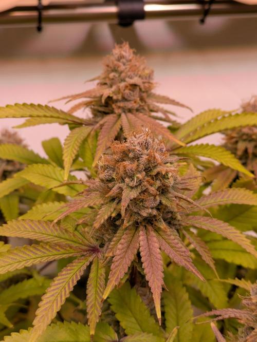 Indoor Photoperiod Run #5 (2025/2026). Week 16 - Blueberry Muffin 