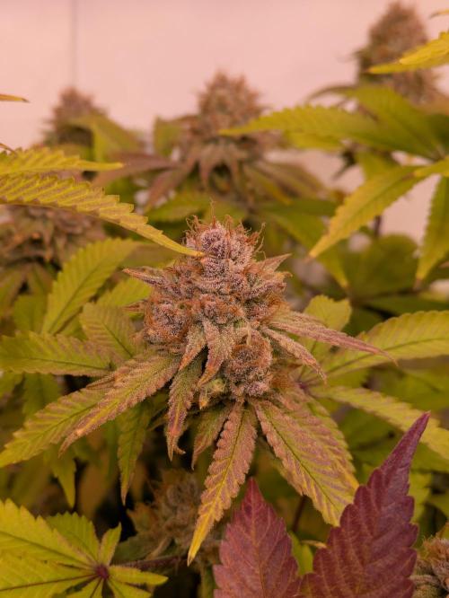 Indoor Photoperiod Run #5 (2025/2026). Week 16 - Blueberry Muffin 