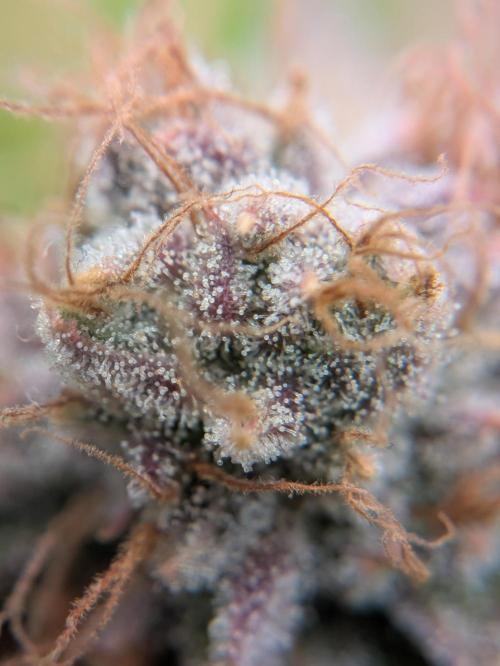 Indoor Photoperiod Run #5 (2025/2026). Week 16 - Blueberry Muffin 