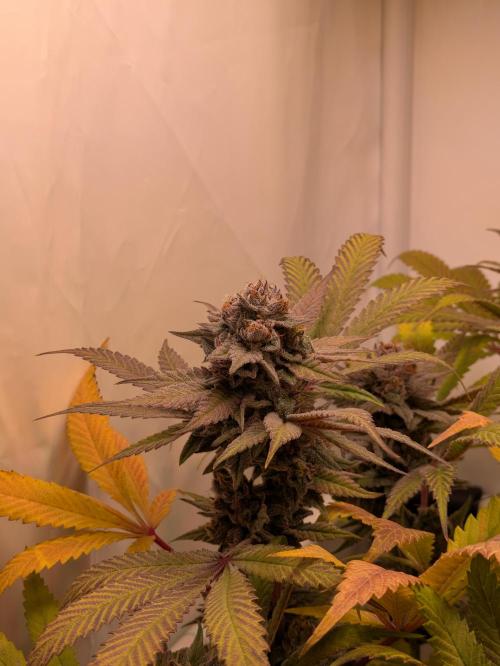 Indoor Photoperiod Run #5 (2025/2026). Week 16 - Chicken n' Wafflez 