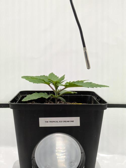 The Tropical Ice Cream One - F026. Week 2