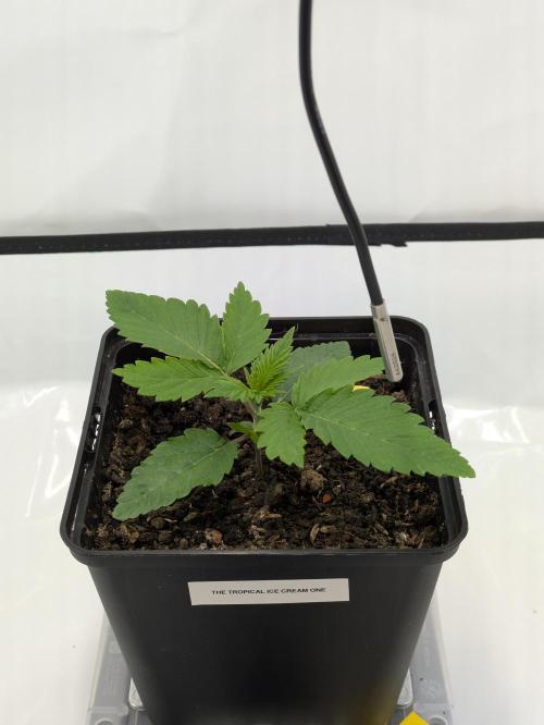 The Tropical Ice Cream One - F026. Week 2