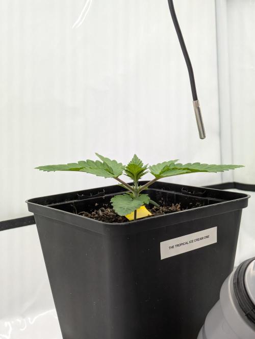 The Tropical Ice Cream One - F026. Week 2
