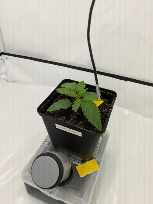The Tropical Ice Cream One - F026. Week 2