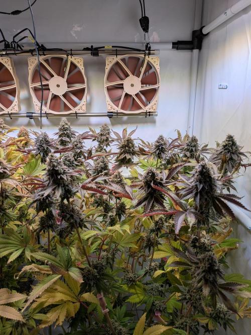 Indoor Photoperiod Run #5 (2025/2026). Week 17 - Vanilla Créme Pie 