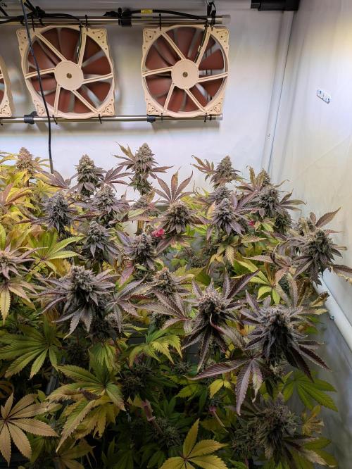 Indoor Photoperiod Run #5 (2025/2026). Week 17 - Vanilla Créme Pie 