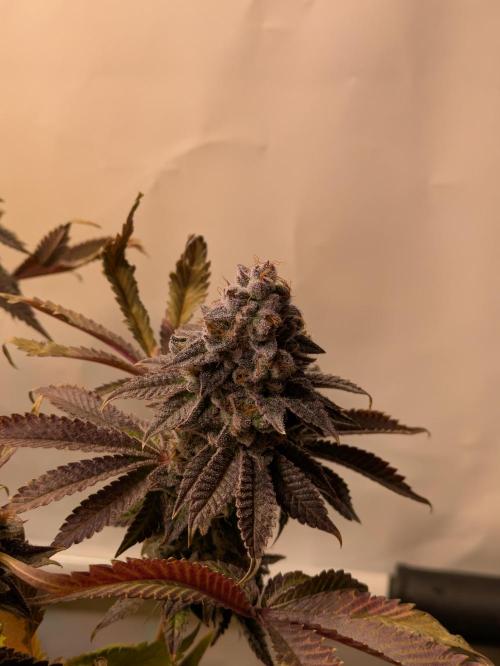 Indoor Photoperiod Run #5 (2025/2026). Week 17 - Vanilla Créme Pie 