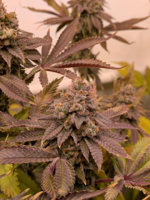 Indoor Photoperiod Run #5 (2025/2026). Week 17 - Vanilla Créme Pie 