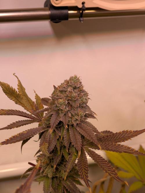 Indoor Photoperiod Run #5 (2025/2026). Week 17 - Vanilla Créme Pie 