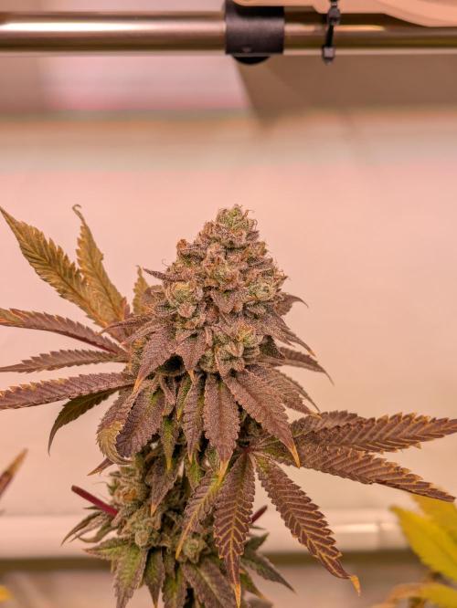 Indoor Photoperiod Run #5 (2025/2026). Week 17 - Vanilla Créme Pie 