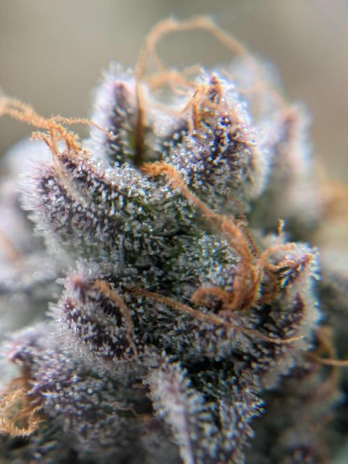Indoor Photoperiod Run #5 (2025/2026). Week 17 - Vanilla Créme Pie 