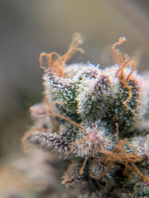 Indoor Photoperiod Run #5 (2025/2026). Week 17 - Vanilla Créme Pie 