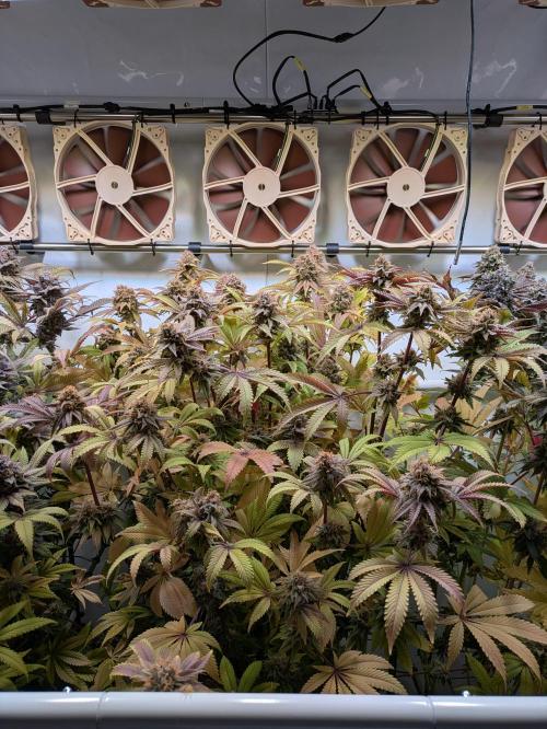 Indoor Photoperiod Run #5 (2025/2026). Week 17 - Blueberry Muffin 
