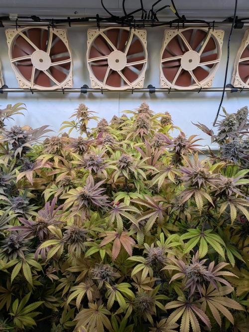 Indoor Photoperiod Run #5 (2025/2026). Week 17 - Blueberry Muffin 