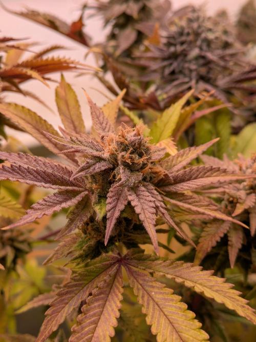 Indoor Photoperiod Run #5 (2025/2026). Week 17 - Blueberry Muffin 